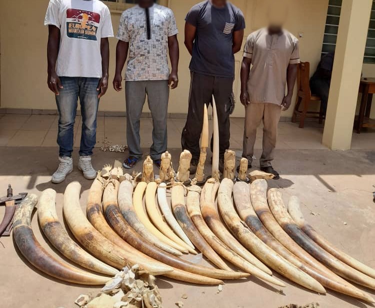 Quatre trafiquants arr&ecirc;t&eacute;s avec plus cent-soixante kilogrammes de d&eacute;fense d'&eacute;l&eacute;phants et d&eacute;pos&eacute;s