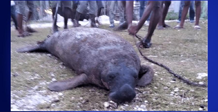 Le lamantin d'Afrique sur la Liste rouge des espèces en danger : une espèce à  protéger