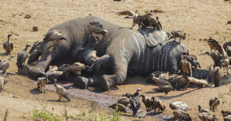 Trafic d'ivoire en Afrique : le braconnage persiste, environ 50.000 éléphants tués annuellement et le commerce d'ivoire s'amplifie