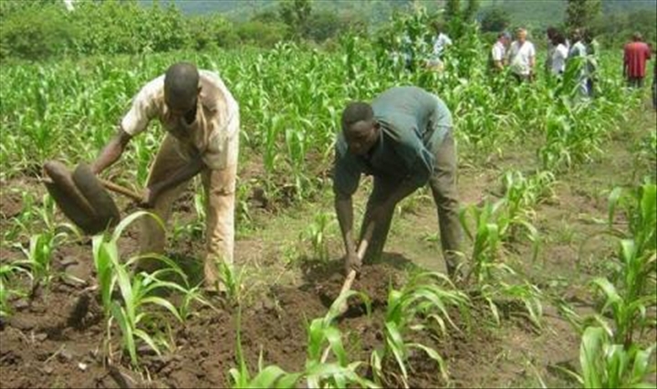 Campagne agricole 2023- 2024 au Togo :  Les cotonculteurs dans les bons hospices