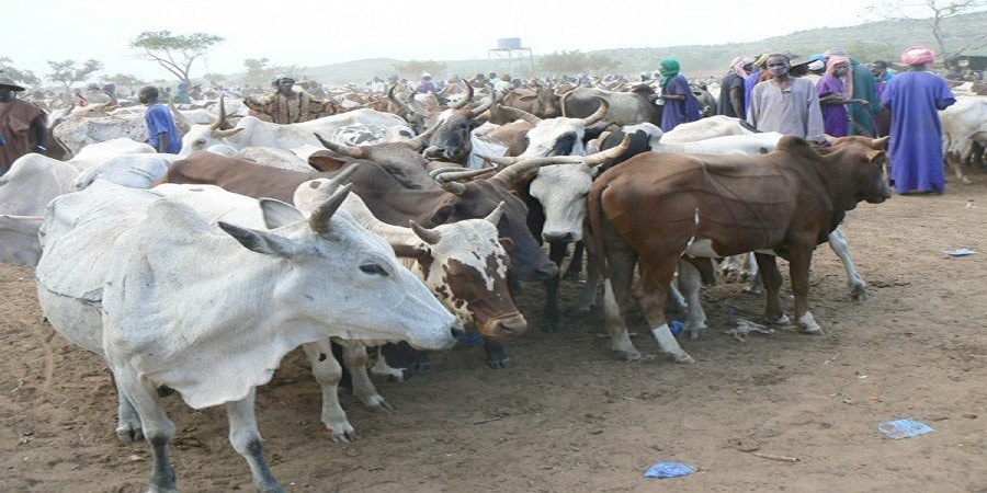 Le probl&egrave;me de la transhumance au Togo : Les drames persistent malgr&eacute; le POGT
