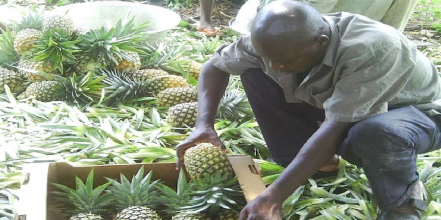 La fili&egrave;re ananas cr&eacute;e de l'emploi pour les Togolais